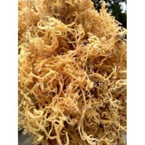 Deniz Kadayıfı resmi