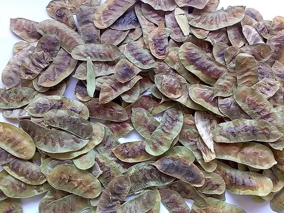 Açlık Otu resmi