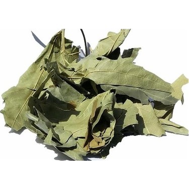 Çınar Yaprağı resmi