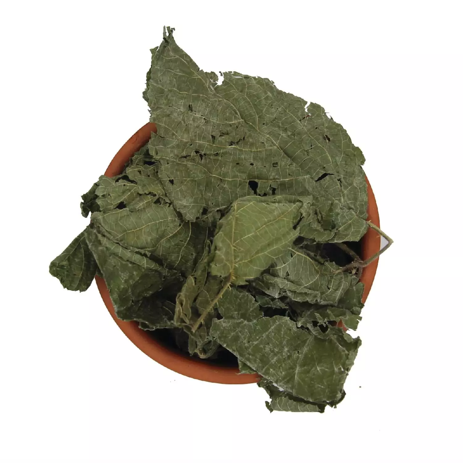 Böğürtlen Yaprağı resmi