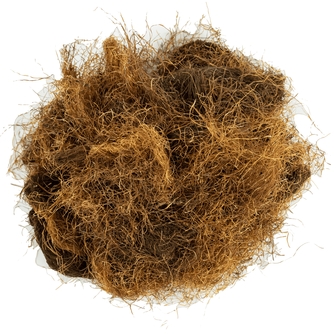 Mısır Püskülü resmi